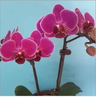 orquidea vinho - Clique para ampliar