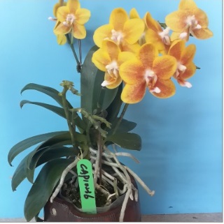 orquidea amarela - Clique para ampliar