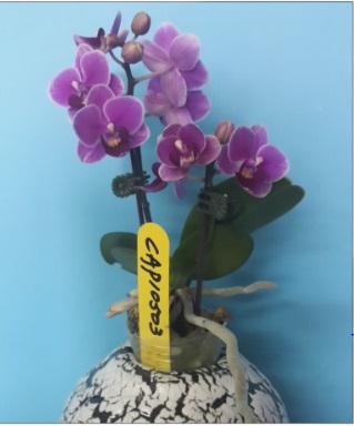 orquidea roxo - Clique para ampliar