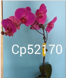 orquidea vinho - Clique para ampliar