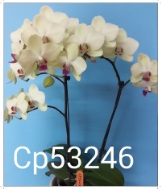 orquidea branca - Clique para ampliar