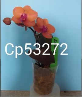orquídea laranja - Clique para ampliar