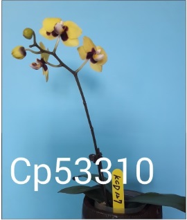orquidea amarela - Clique para ampliar