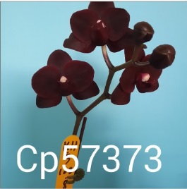 orquidea roxo - Clique para ampliar