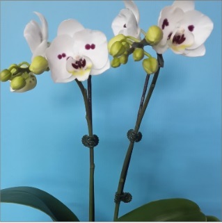 orquidea branca - Clique para ampliar